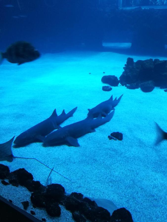 Las Canteras Aquarium Las Palmas de Gran Canaria Esterno foto